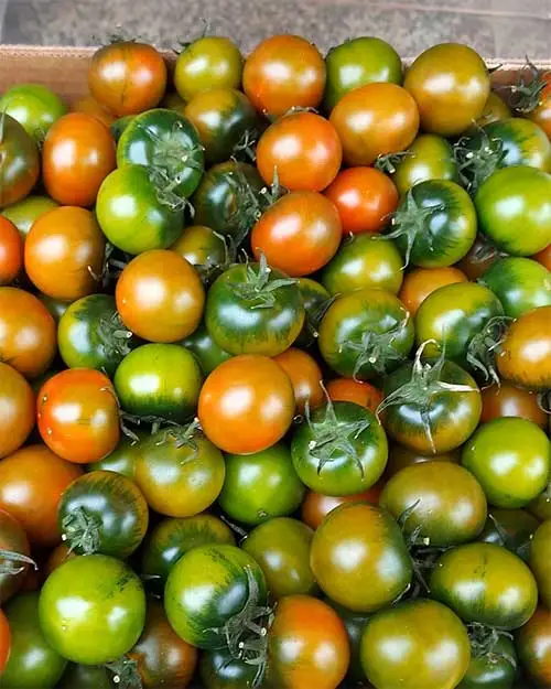 Prodotti di stagione: pomodori - Fruttivendolo con prodotti italiani e di stagione a Milano in Corso San Gottardo